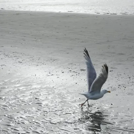 With Sea View And Balcony In Belgium, Cleaning Included * 코크시데